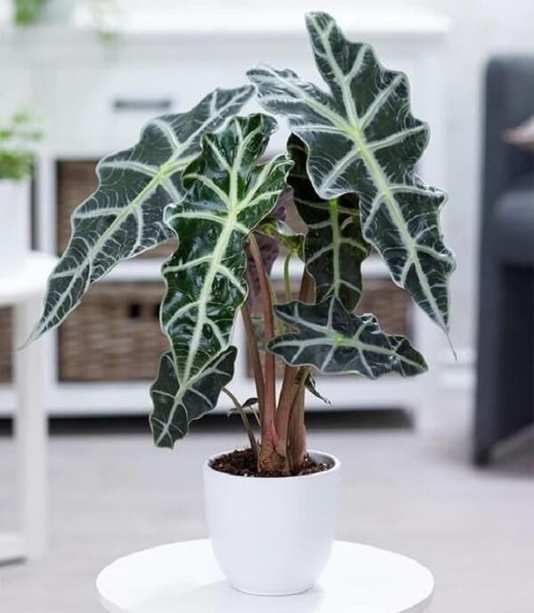 Plantas para apartamento ou casa pequena